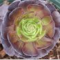 Fresh Rare Aeonium tabuliforme Succulent Plant sementes Seeds