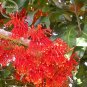 Fresh Firewheel Tree Stenocarpus sinuatis 2 seeds ornamental perennial flowers E3780