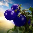 Fresh Mixed Pear shaped and Round Purple Cherry Tomato 100 seeds edible fruit