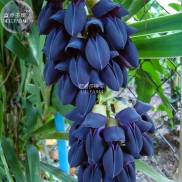 Fresh Heirloom Mucuna Blue Red Black Jade Vine 5 Seeds perennial flowers