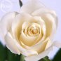 Fresh Mixed 9 Types of Rose Flowers 50 seeds