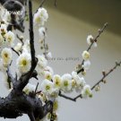 Fresh White Prunus Mini Pear Tree 10 Seeds