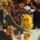 Fresh Acacia Inaequilatera Camel Bush Ornamental s 2 seeds
