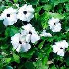 Fresh Thunbergian White Morning Glory Black Eyed Susan Flowers 20 seeds