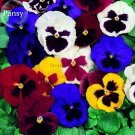 Fresh Giant Swiss Mixed Pansy 20 seeds bonsai garden flowers E3774