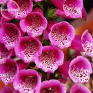 Fresh Purple Foxglove Flowers 100 Seeds digitalis flower balcony decor E3804