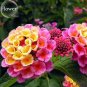 Fresh Pink Yellow Lantana Camara Flowers 10 Seeds
