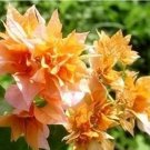 Fresh 100PCS Bougainvillea Seeds Orangish Golden Color