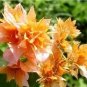 Fresh 100PCS Bougainvillea Seeds Orangish Golden Color