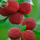 Fresh Red Sweet Waxberry 5 Seeds myrica rubra fruit high germination E3779