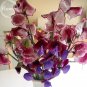 Fresh Dark Red Purple Sweet Pea Spencer 8 seeds bonsai Lisa Marie cut flowers E3777