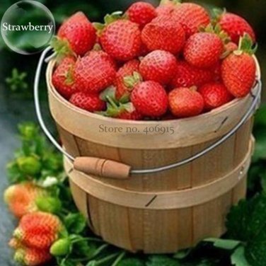Fresh Mixed 4 Types of Blue Purple White Red Strawberry 100 Seed delicious fruits