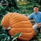 Fresh Giant Atlantic Dills Pumpkin 4 Seeds edible vegetables can be used to be as boat