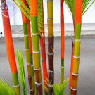 Fresh Lipstick Palm Cyrtostachys Renda Tree 10 seeds red sealing wax palm