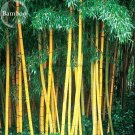 Fresh Phyllostachys Viridis Sulfurea Yellwo Green Striped Bamboo 30 Seeds.