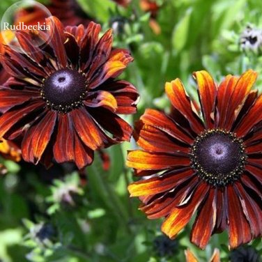 Fresh Orange Black Echinacea PurpureaSeeds Coneflowers 100 Seeds flower Seeds