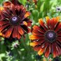 Fresh Orange Black Echinacea PurpureaSeeds Coneflowers 100 Seeds flower Seeds