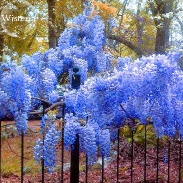 Fresh Blue Yard Chinese Wisteria Climbing s 5 seeds purple floribunda wisteria vine