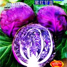 Fresh Purple Cabbage Brassica Oleracea Hybrid Vegetables 400 Seeds salad vegetables