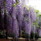 Fresh 1 Professional Packs 100 Seeds / Pack Chinese Wisteria Purple Flowers Seed