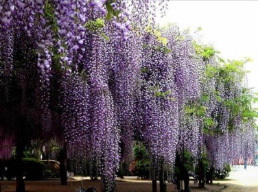 Fresh 1 Professional Packs 100 Seeds / Pack Chinese Wisteria Purple Flowers Seed