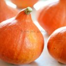 Fresh Red Kuri Winter Squash 10 Seeds lovely Teardrop Shaped Mini Hubbard
