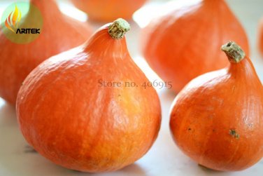 Fresh Red Kuri Winter Squash 10 Seeds lovely Teardrop Shaped Mini Hubbard