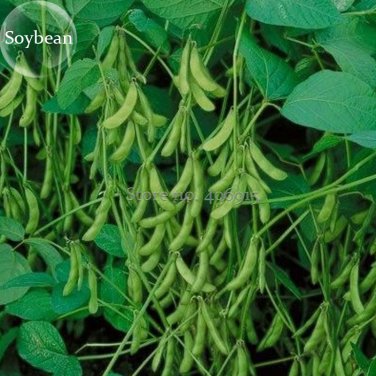 Fresh Heirloom Green Organic Edamame Vegetables 10 seeds edible green soy bean E3863