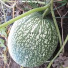 Fresh Heirloom Malabar Gourd Seeds 8 seeds fig leaf gourd chilacayote asian pumpkin
