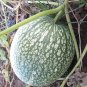 Fresh Heirloom Malabar Gourd Seeds 8 seeds fig leaf gourd chilacayote asian pumpkin