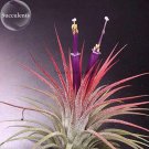 Fresh Tillandsia ionantha Guatamala 5 seeds airplant succulent E3845