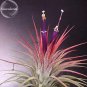 Fresh Tillandsia ionantha Guatamala 5 seeds airplant succulent E3845
