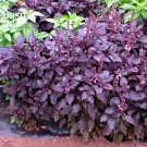 Fresh Ocimum basilicum Red Rubin Purple Green Basil 100 seeds annual growing all year