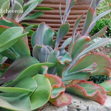 Fresh Giant Hens and Chicks Echeveria Gigantea Succulent 10 seeds lovely s E3838