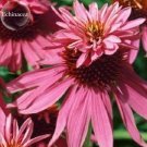 Fresh Echinacea Purpurea Gongji Light PinkDouble Decker Coneflowers 100 seeds