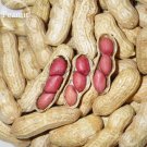 Fresh Carwile s Virginia Peanut 5 Seeds 3 groundnuts in one shell open pollinated nut