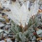 Fresh Imported Snow Princess Succulent with Transparent Flowers 10 Seeds