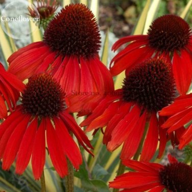 Fresh Echinacea Firebird Dark Red Coneflower 100 Seeds. impressive perennial flower