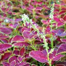Fresh Coleus Blumei Painted 20 seeds mixed majestic rainbow leaves