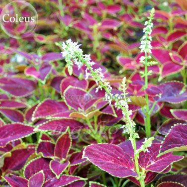 Fresh Coleus Blumei Painted 20 seeds mixed majestic rainbow leaves