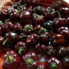 Fresh Heirloom Mini Chocolate Sweet Bell Pepper 20 seeds tasty vegetables E3862