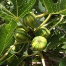 Fresh Ficus Carica Panache Tiger Stripe Fig Tree 6 seeds tasty fruits
