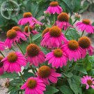 Fresh Echinacea Powwow Wild Berry Coneflower Flowers 100 seeds clusters of flowers