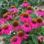 Fresh Echinacea Powwow Wild Berry Coneflower Flowers 100 seeds clusters of flowers