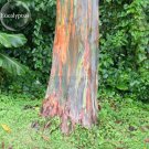 Fresh Rainbow Eucalyptus Deglupta Tree 5 Seeds multi hued bark colorful tropical