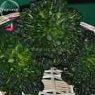 Fresh Wuta tsai Vegetables 40 seeds brassica campestris Green vegetables Seed