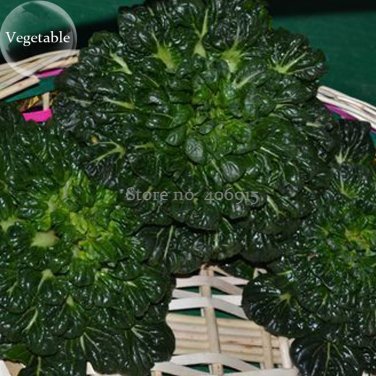 Fresh Wuta tsai Vegetables 40 seeds brassica campestris Green vegetables Seed