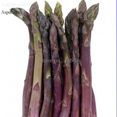 Fresh Precoce D Argenteuil Asparagus 20 seeds old traditional heirloom vegetables