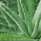 Fresh Spiral Aloe Mixed Seeds 2 seeds excellent houses garden succulent E3891