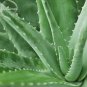 Fresh Spiral Aloe Mixed Seeds 2 seeds excellent houses garden succulent E3891